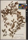 Foto von Salix aurita L. x Salix myrtilloides L.